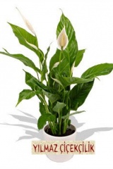 383551-peace_lily